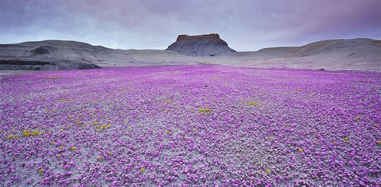 砂漠が一瞬だけ花畑になる 奇跡の光景 Mashing Up