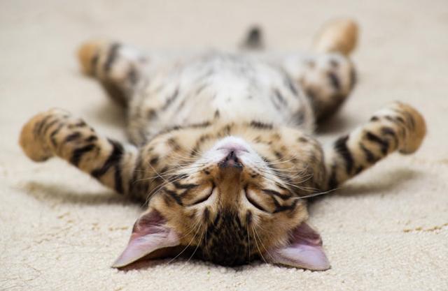 ネコ好きなら試してみたい 身も心も癒される キャットヨガ Mashing Up