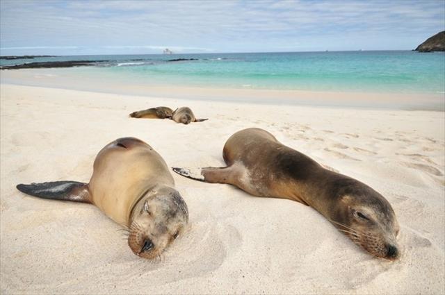 20141224_galapagos_5.jpg