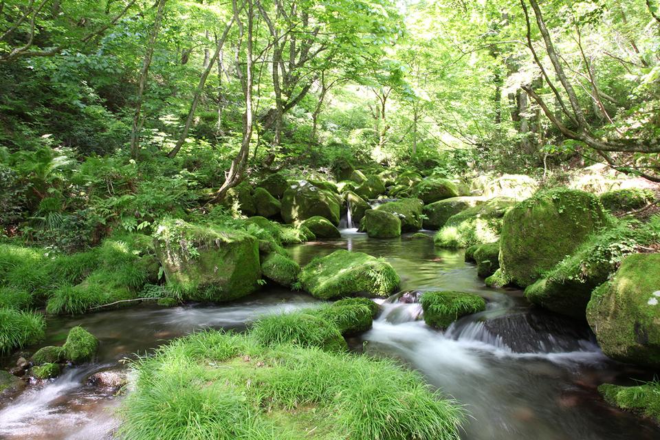 サントリー天然水の森