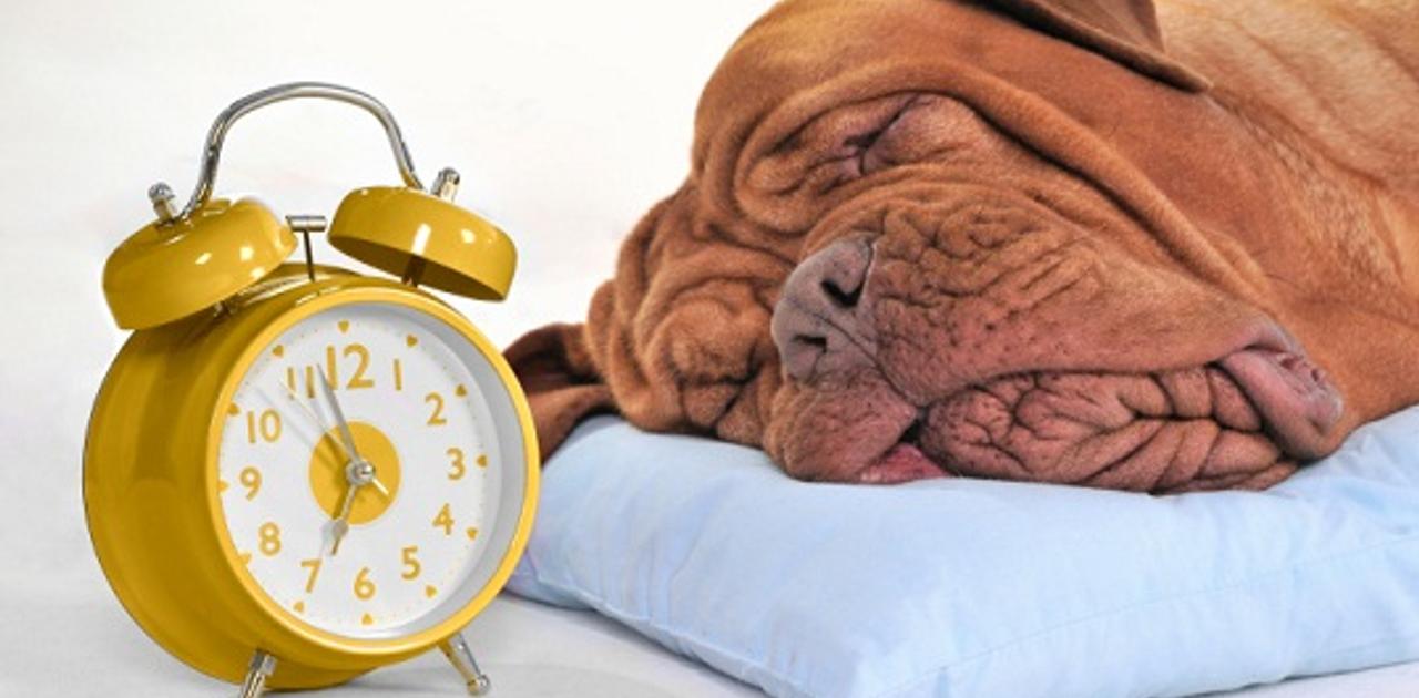 朝 起こさなくちゃいけない人がいる そんなあなたのための 自動モーニングコール アプリ Mashing Up