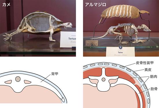 カメ、甲羅の正体あばかれる。ついに進化の謎が明らかに（追記あり） | ギズモード・ジャパン