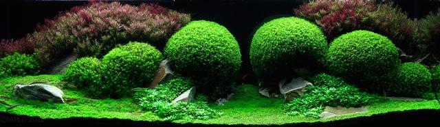 20130116aquariumworld05.jpg