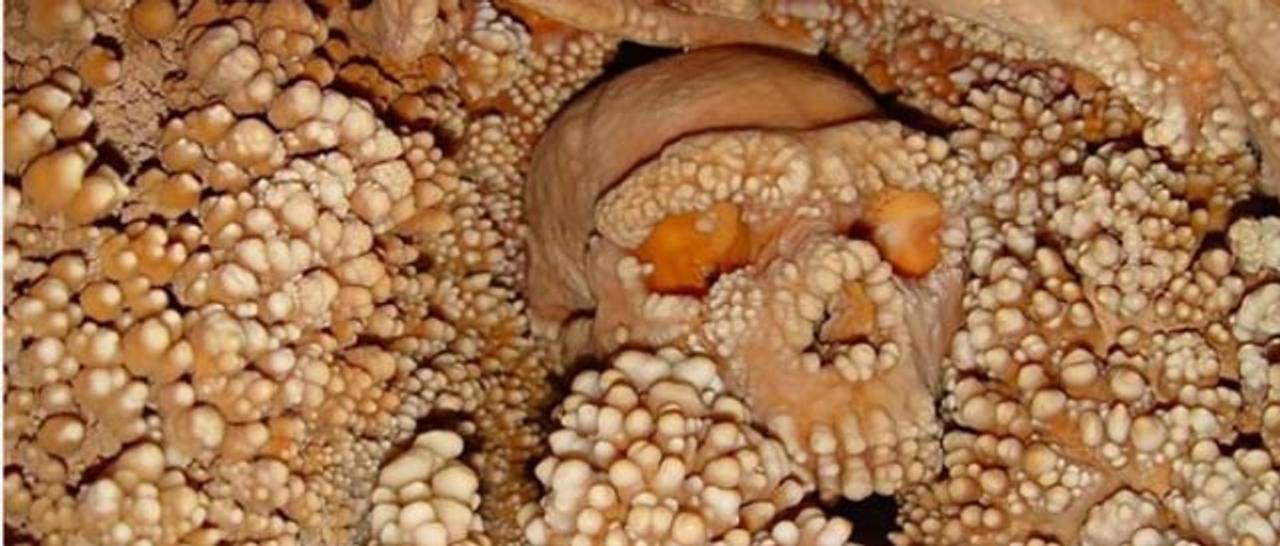 約15万年前のネアンデルタール人の頭蓋骨