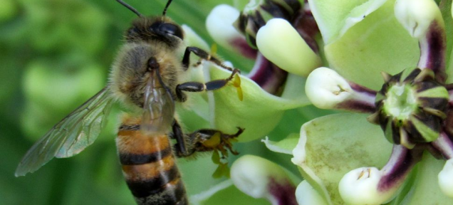 ミツバチ絶滅の危機、アメリカ政府はどうする？
