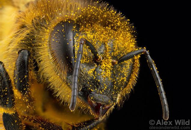 ミツバチ 40年ぶりに再発見された世界最大のハチ】翼幅6cm超の