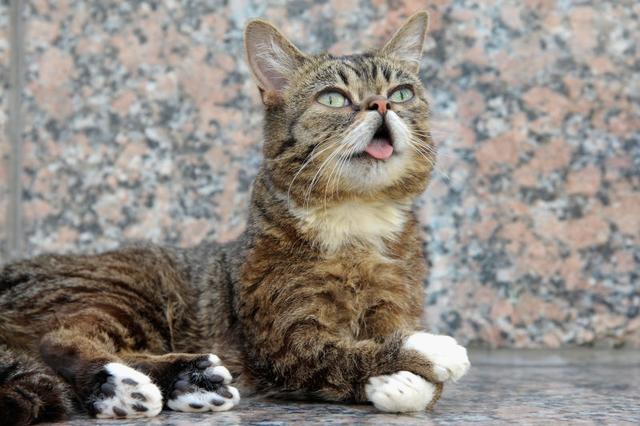 150922catslilbub.jpg