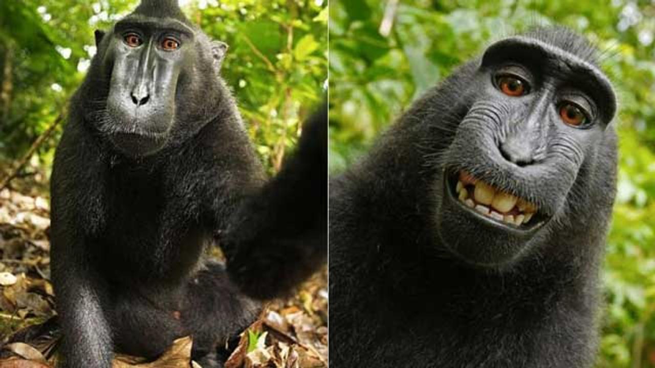 猿がセルフィーしたら写真は誰のもの 猿の権利を主張して 人間が大モメ ギズモード ジャパン 猿がセルフィーしたら写真は誰のもの 猿の権利を主張して 人間が大モメ ギズモード ジャパン