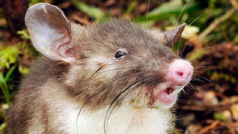 ブタ鼻の新種ネズミ、同時に2人から新発見される | ギズモード