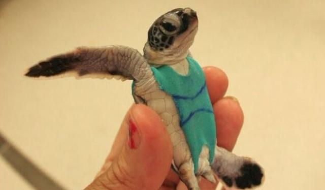 我、科学の名のもとにウミガメ赤ちゃんにかわいい水着を着せんとす