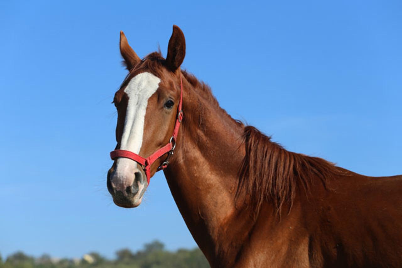 サラブレッド約9割の先祖が同じ馬だって知ってた？