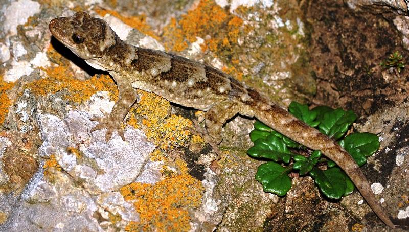 誰も見たことなかった、ニュージーランドで絶滅した巨大トカゲがなぜフランスの博物館に？ | ギズモード・ジャパン