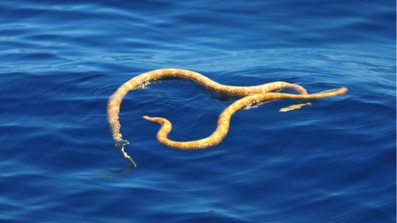 絶滅したはずのウミヘビ、オーストラリアに現る