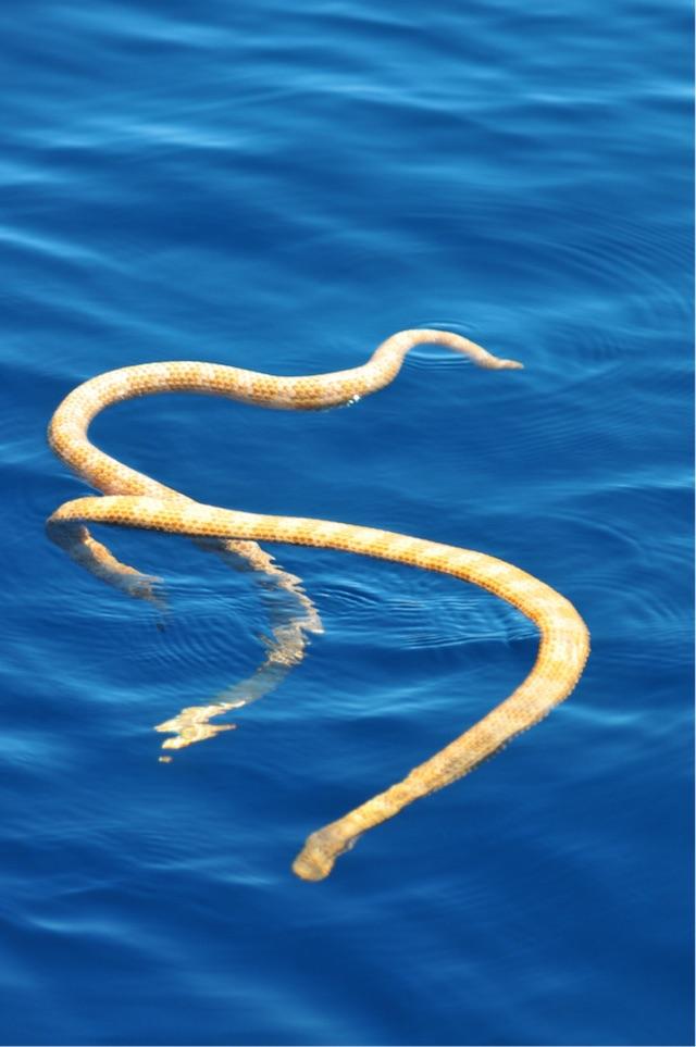 151225snake2.jpg