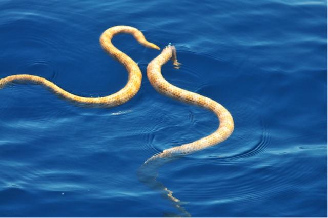 151225snake3.jpg