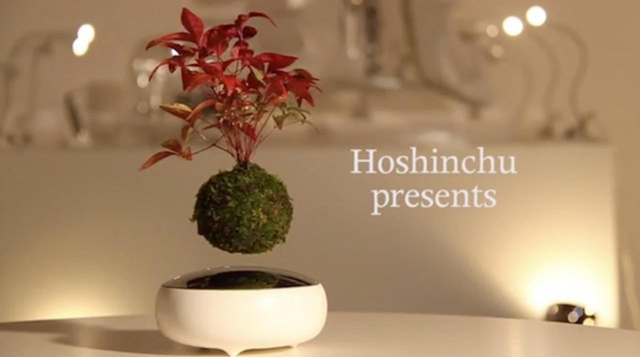 ラピュタはあった 宙に浮く盆栽 Air Bonsai がプロジェクト開始 ギズモード ジャパン