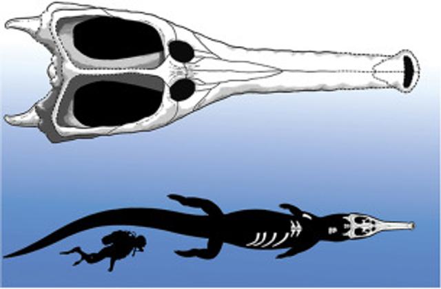 160120crocodilefossil2.jpg