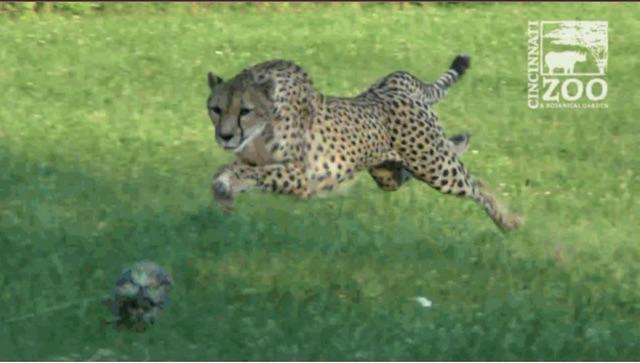 世界最速のチーター、天国へ | ギズモード・ジャパン