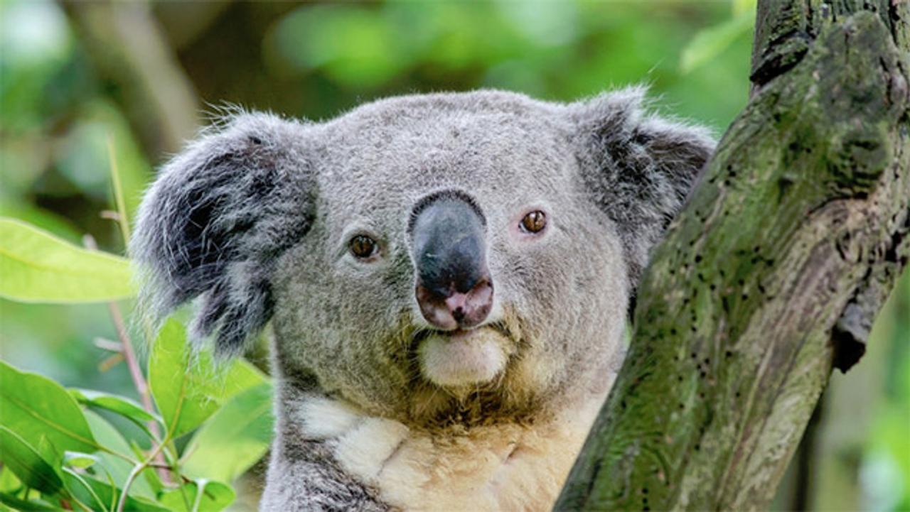 コアラを絶滅から救うには、大量の殺処分が必要かもしれない