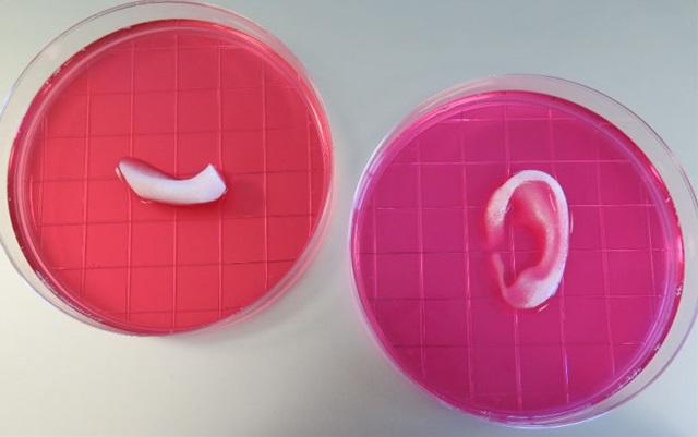 1602163dprinted-ear_c.jpg