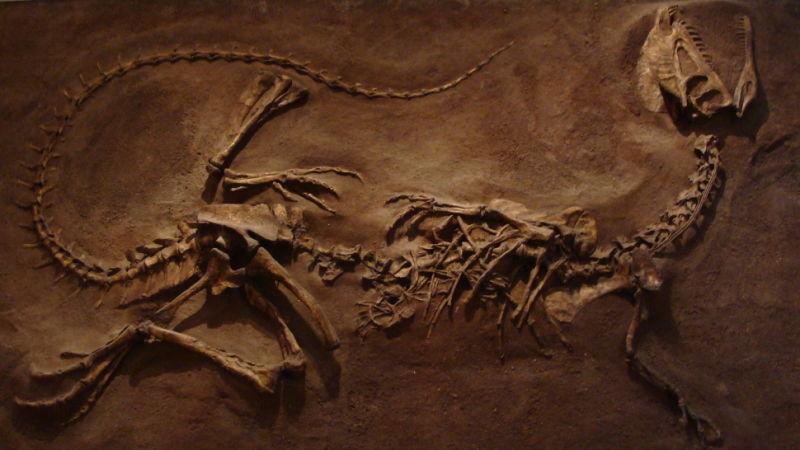 セブンイレブン 冬ギフト 2025 いまだかつてないほどケガした恐竜の化石が見つかる その他