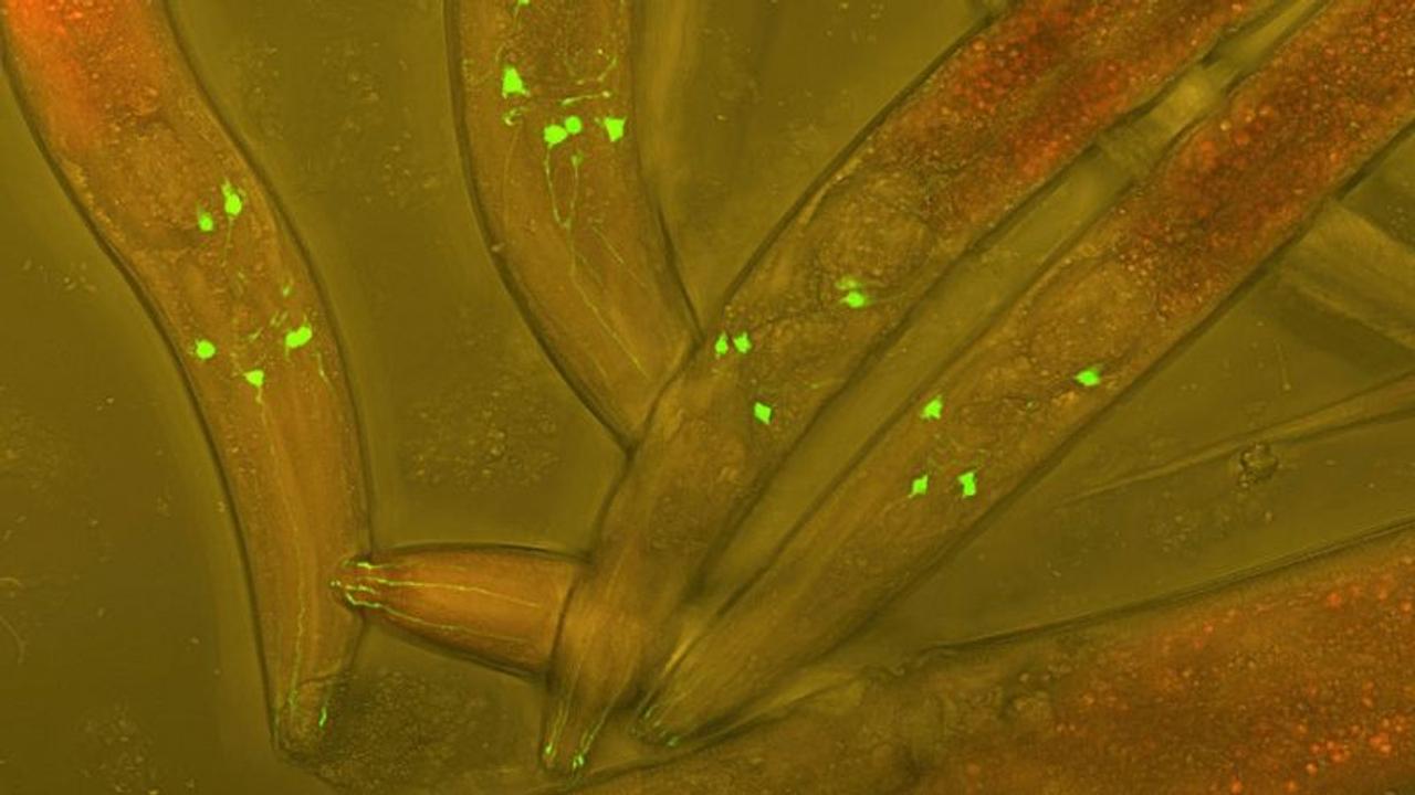 メスだけで子孫を残せる生物が短命なワケ(追記あり) ギズモード・ジャパン メスだけで子孫を残せる生物が短命なワケ(追記あり) ギズモード・ジャパン