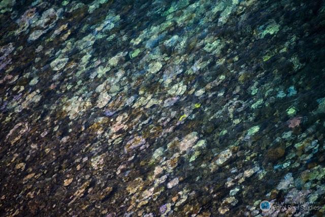 160403greatbarrierreef_dying_c.jpg