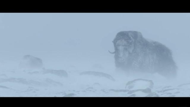 マンモスとともに氷河期を生きた動物に迫ったドキュメンタリー。いまもなお氷河期は続いている... | ギズモード・ジャパン