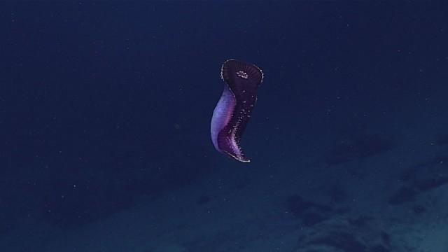 アンダー・ザ・シ～、マリアナ海溝底の奇妙な生き物たち | ギズモード