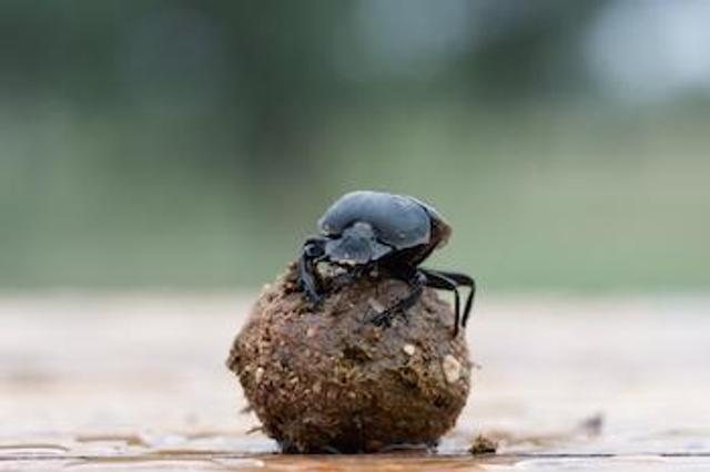 160516dungbeetle2.jpg