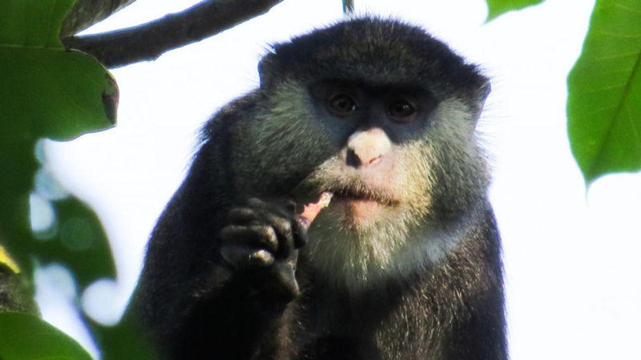 サルがコウモリを食べているのが初めて目撃される。エボラなどの感染経路にも関係する発見