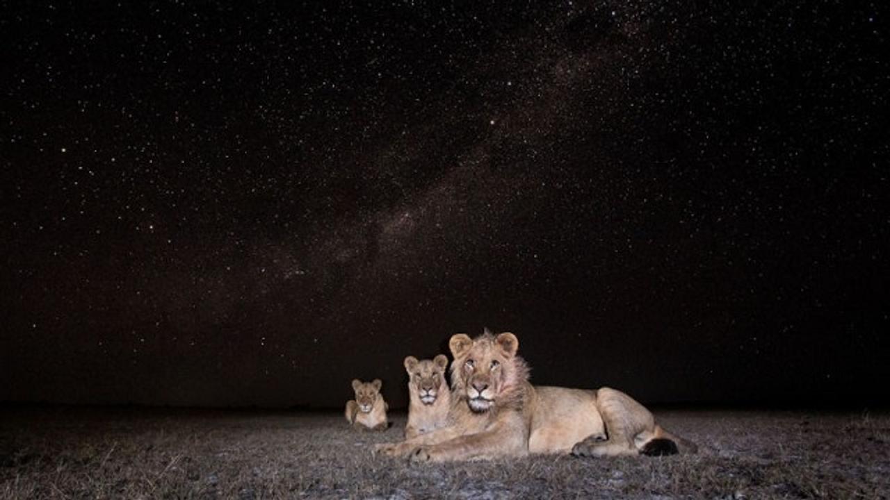 自らカメラトラップまで開発したカメラマンが撮った、アフリカの野生動物の美しい姿13選
