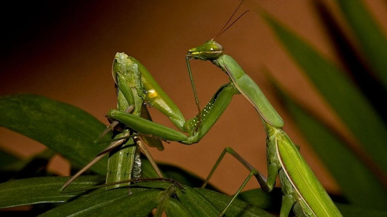 なんでメスのカマキリは交尾中にオスをたべちゃうのか ギズモード ジャパン