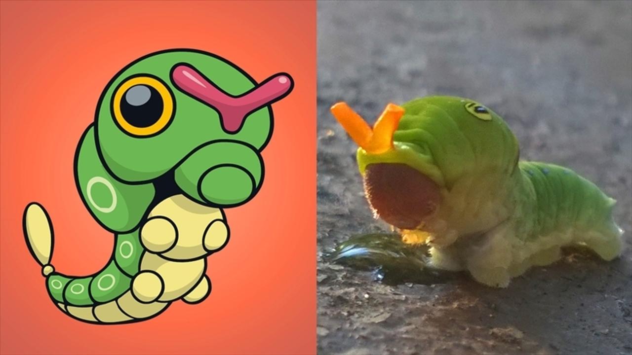 実在する ポケモン のモデルになった生物14選 ギズモード ジャパン 実在する ポケモン のモデルになった生物14選 ギズモード ジャパン