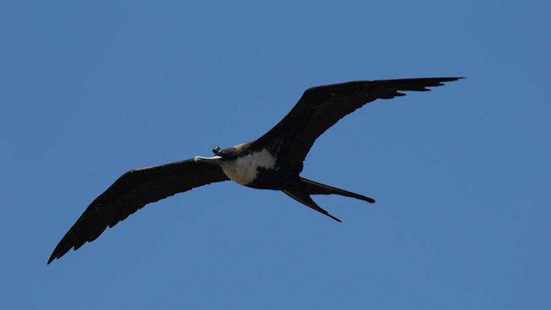 やっぱり鳥って眠りながら飛んでたんだ。グンカンドリの調査によって