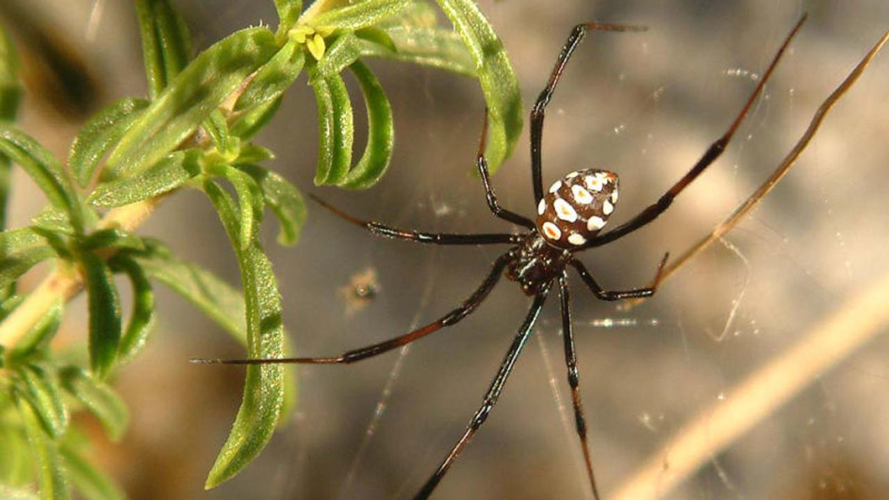交尾後に食べられる運命だったオス蜘蛛たちが生き残り戦略を考案 ギズモード ジャパン