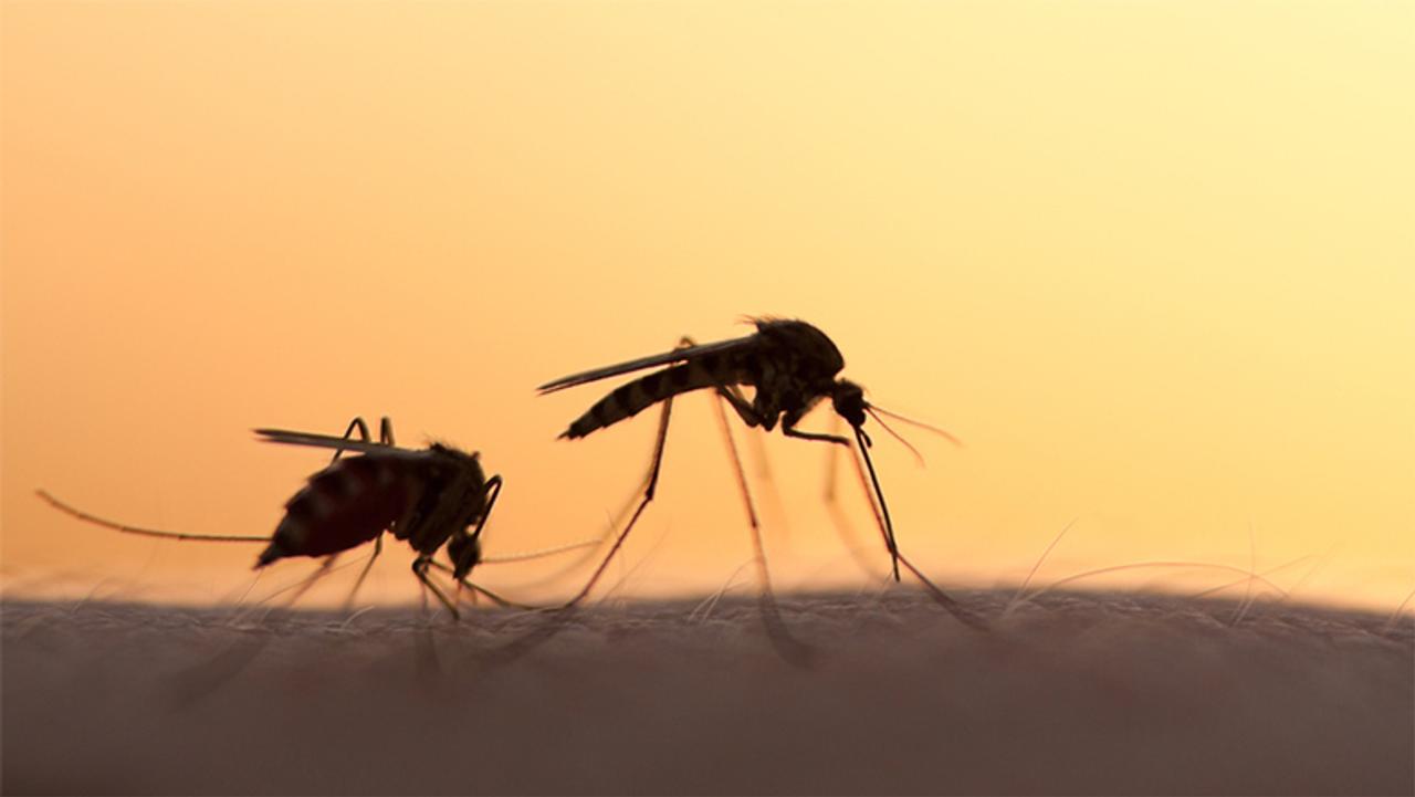 蚊の根絶にむけて、遺伝子操作された蚊の放出が目前