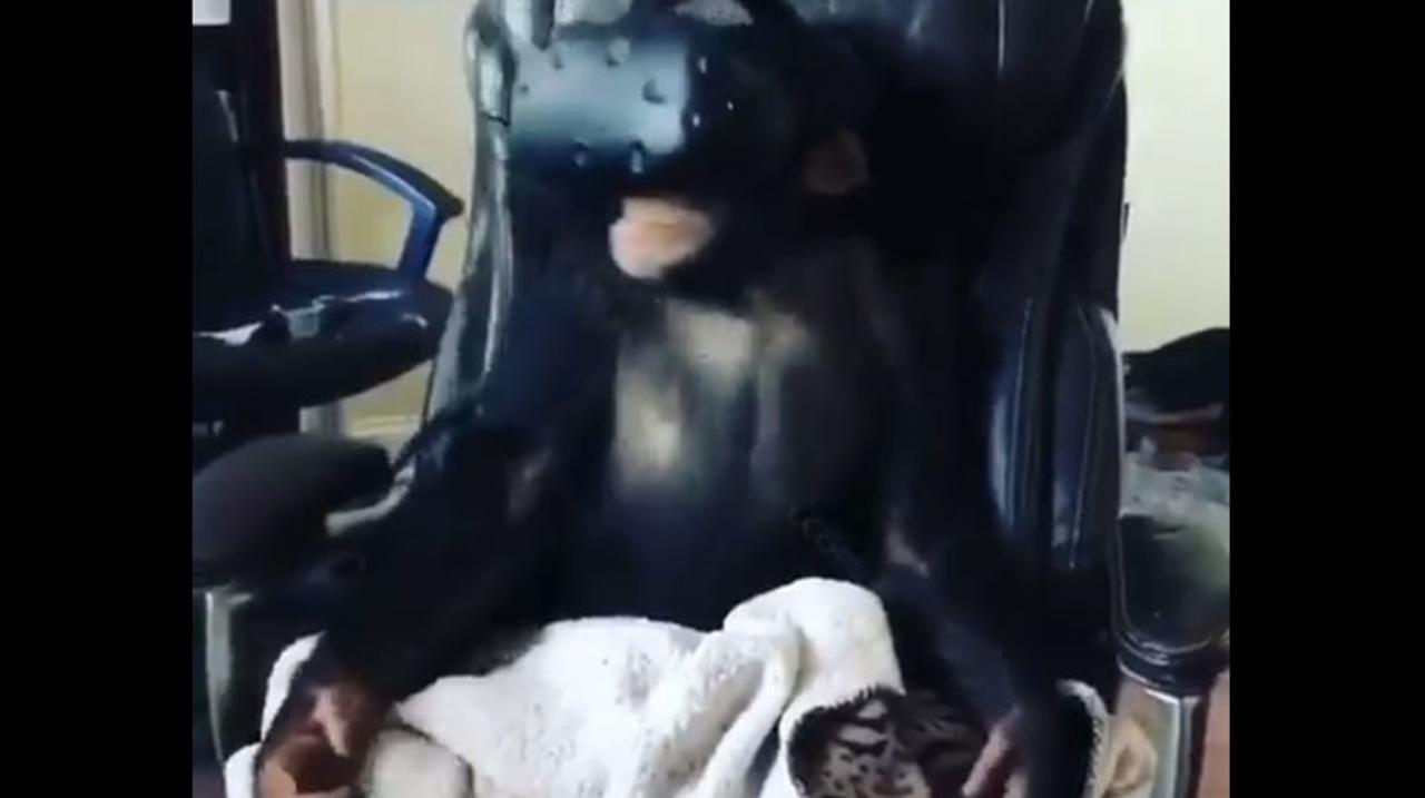 チンパンジーもVRがお好き