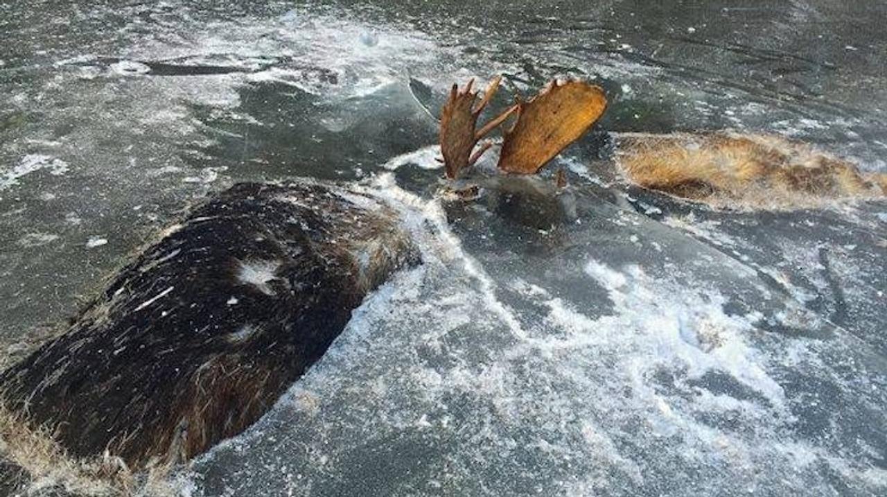 2頭のヘラジカ、川で戦ったままの状態で凍っているのが見つかる