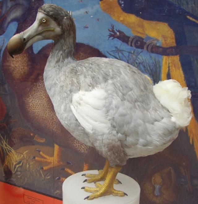 飛べない鳥ドードーの全身骨格、英オークションで約4850万円で落札される2