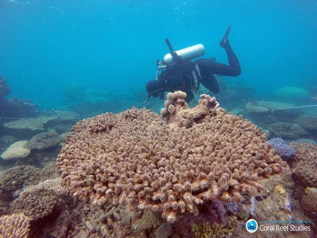 白化現象で死滅したサンゴ礁