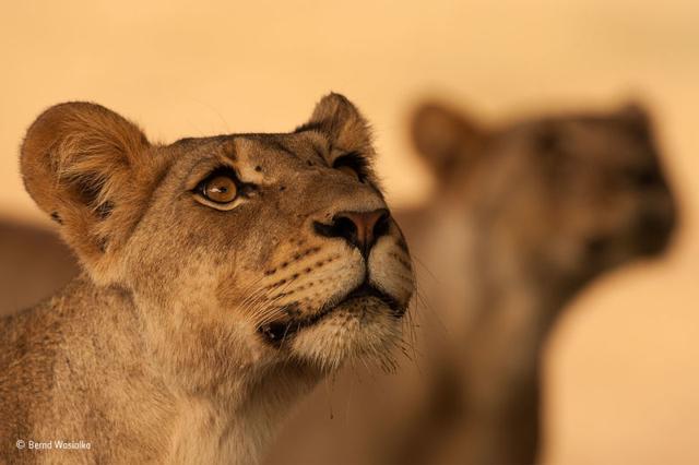 161129wildlifephoto12.jpg