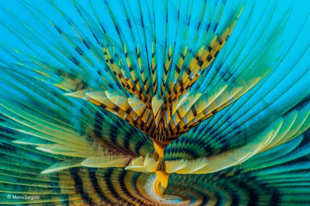 161129wildlifephoto16.jpg
