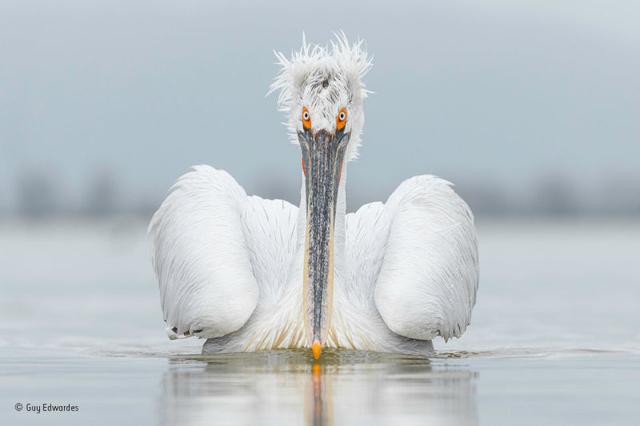 161129wildlifephoto17.jpg
