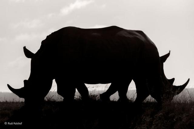 161129wildlifephoto18.jpg