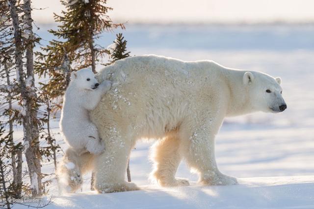 161129wildlifephoto2.jpg