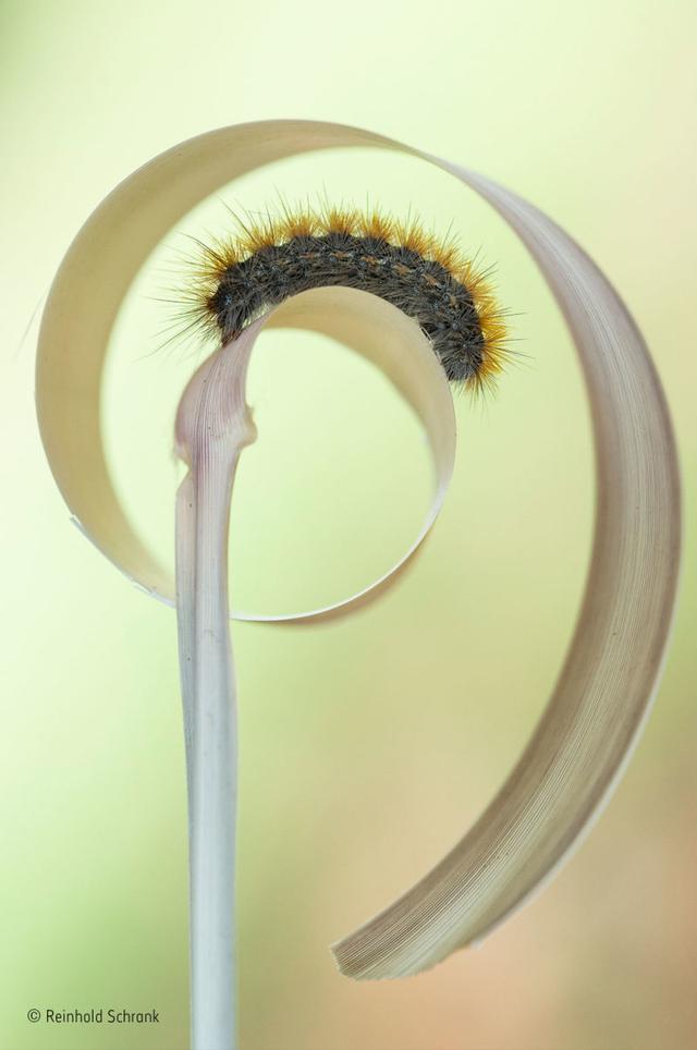 161129wildlifephoto20.jpg