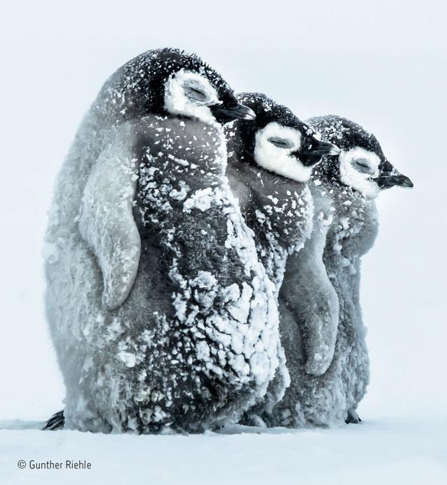 161129wildlifephoto23.jpg