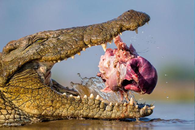 161129wildlifephoto3.jpg