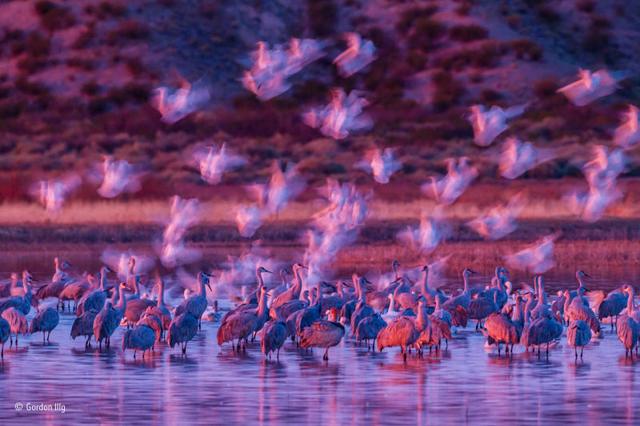 161129wildlifephoto4.jpg